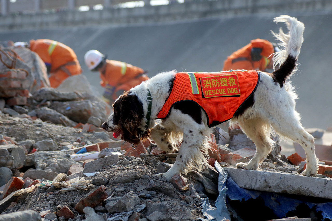 1571624540%E5%9B%BE%E8%99%AB%E5%88%9B%E6%84%8F-131687829087590398.jpg?size=344179